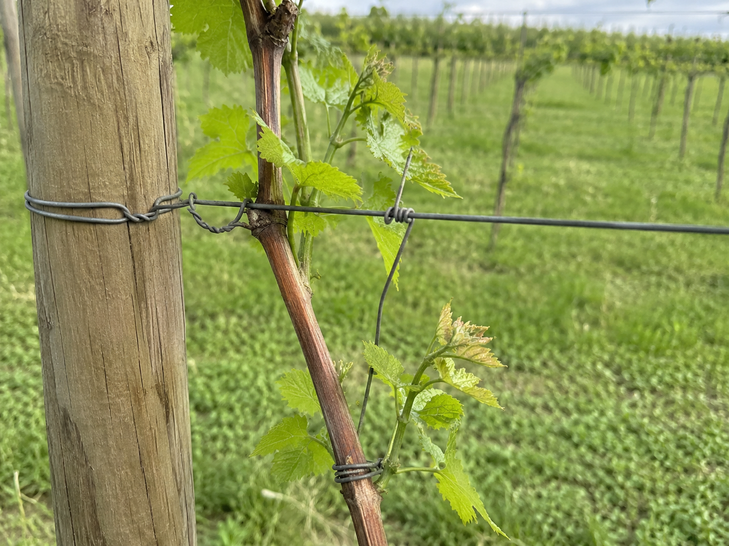 Aplicații agricole